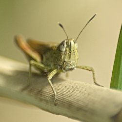Grashüpfer auf Schilfrohr