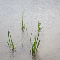 Schilf im verregneten See