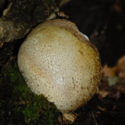 Pilz auf dem Waldboden