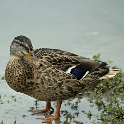 Stockente ist wieder sauber