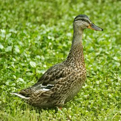 Stockente inmitten von Wasserlinsen