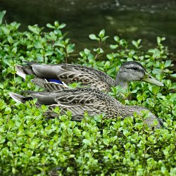 Zwei Stockenten wühlen sich durch Wasserlinsen