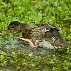 Stockente geniesst das Bad zwischen Wasserlinsen