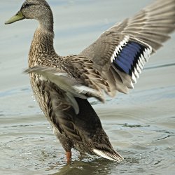 Stockente schüttelt die Flügel aus