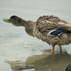 Stockente schüttelt sich
