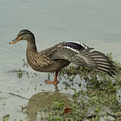 Stockente streckt den linken Flügel aus
