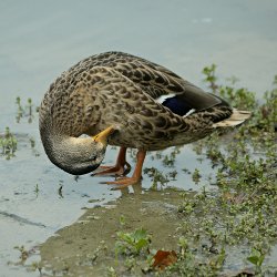 Stockente putzt sich die Brust