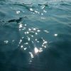 Sonnenstrahlen auf dem Wasser