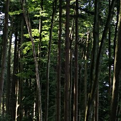 Sonnenlicht im Wald