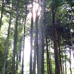 Sonnenstrahlen durch die Baumstämme