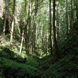 Wald