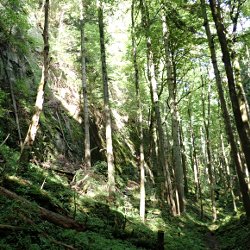 Wald