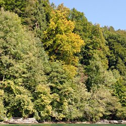 Herbstlich gefärbter Wald