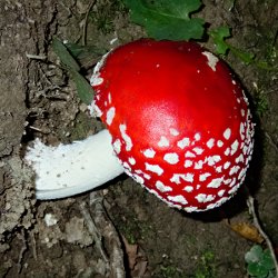 Fliegenpilz