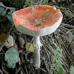 Fliegenpilz