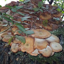 Pilze auf Baumstrunk