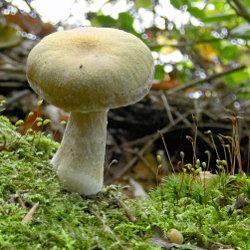 Pilz im Moos