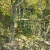 Wald