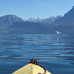 Möwe über dem See