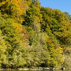Herbstwald