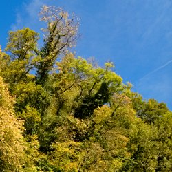 Herbstwald