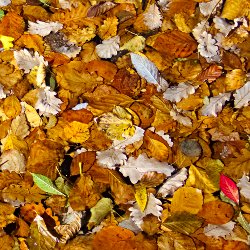 Herbstlaubteppich im Seen