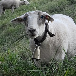 Schaf mit Grashalmen im Maul
