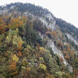 Grauer Himmel, farbiger Wald