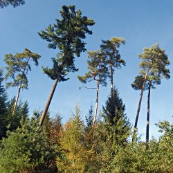 Hohe Waldföhren ragen aus dem Wald hinaus