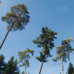 Hohe Waldföhren ragen aus dem Wald hinaus