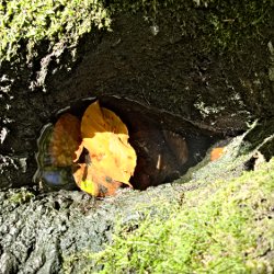 Baumwurzeln bilden einen kleinen Tümpel