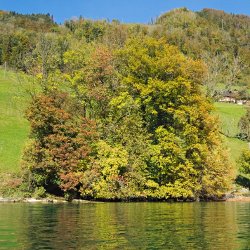 Grüne Wiese, herbstfarbene Bäume