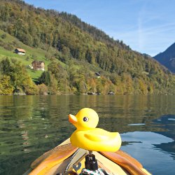 Quietschente auf Boot