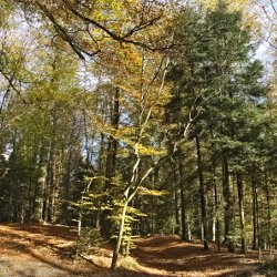 Herbstwald