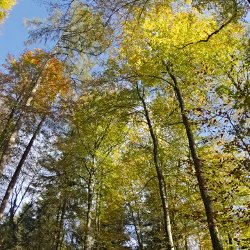 Herbstwald Baumkronen