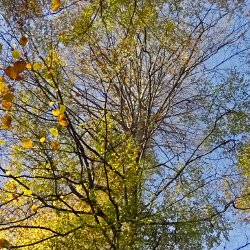 Baum