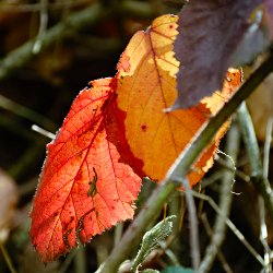 herbstlich rote Brombeerblätter