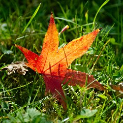 rot/oranges Herbstblatt in der Wiese