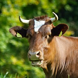 Kuh mit Hörnern am Waldrand liegend
