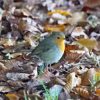 Rotkehlchen auf herbstlaubbedecktem Waldboden