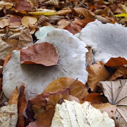 Pilze im Herbstlaub
