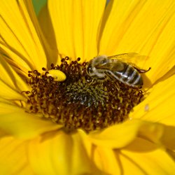 Biene auf Sonnenblume