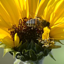 Biene auf Sonnenblume