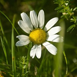 Margerite