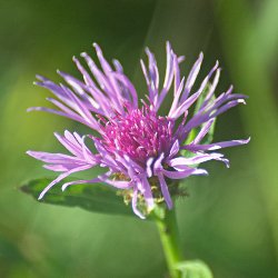 Flockenblume