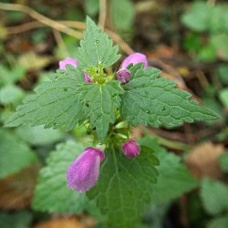 Taubnessel mit Blüten