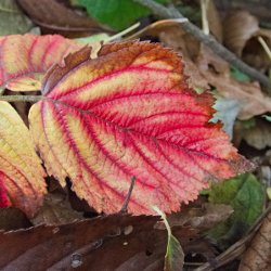 Brombeerblatt. Oder Himbeer?
