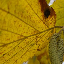 Haselnussblatt