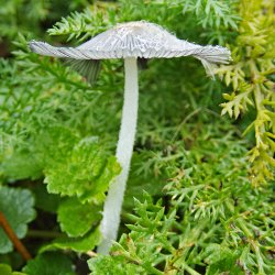 weisser Pilz