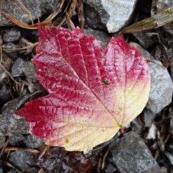 Herbstblatt rot gelb